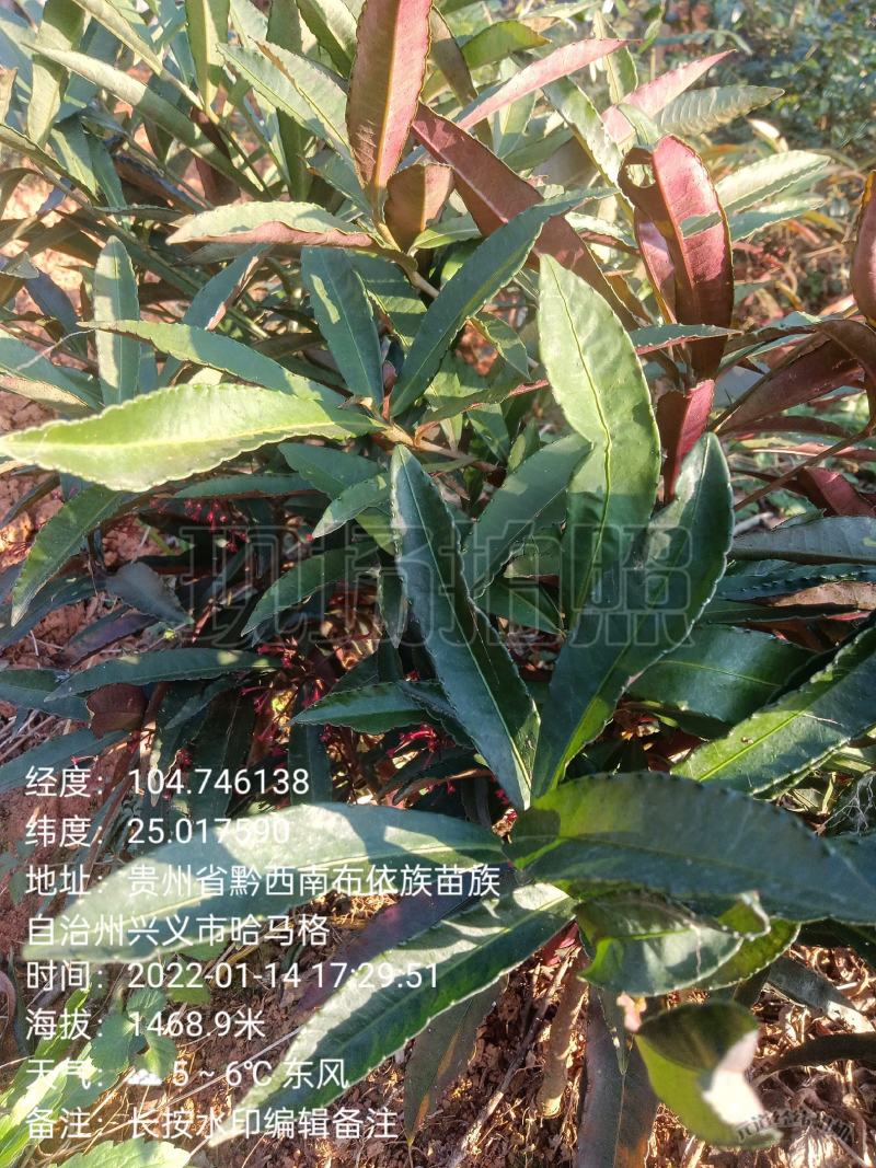 【店长推荐】贵州原产地纯野生朱砂根，八草金龙