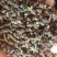 【热销商品】贵州原产地一手货源纯野生吴茱萸，