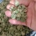 【牛商优选商家】贵州纯野生三七花支持视频看货
