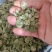 【牛商优选商家】贵州纯野生三七花支持视频看货