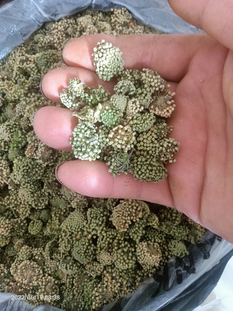 【牛商优选商家】贵州纯野生三七花支持视频看货