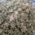 【牛商优选商家】贵州纯野生三七花支持视频看货