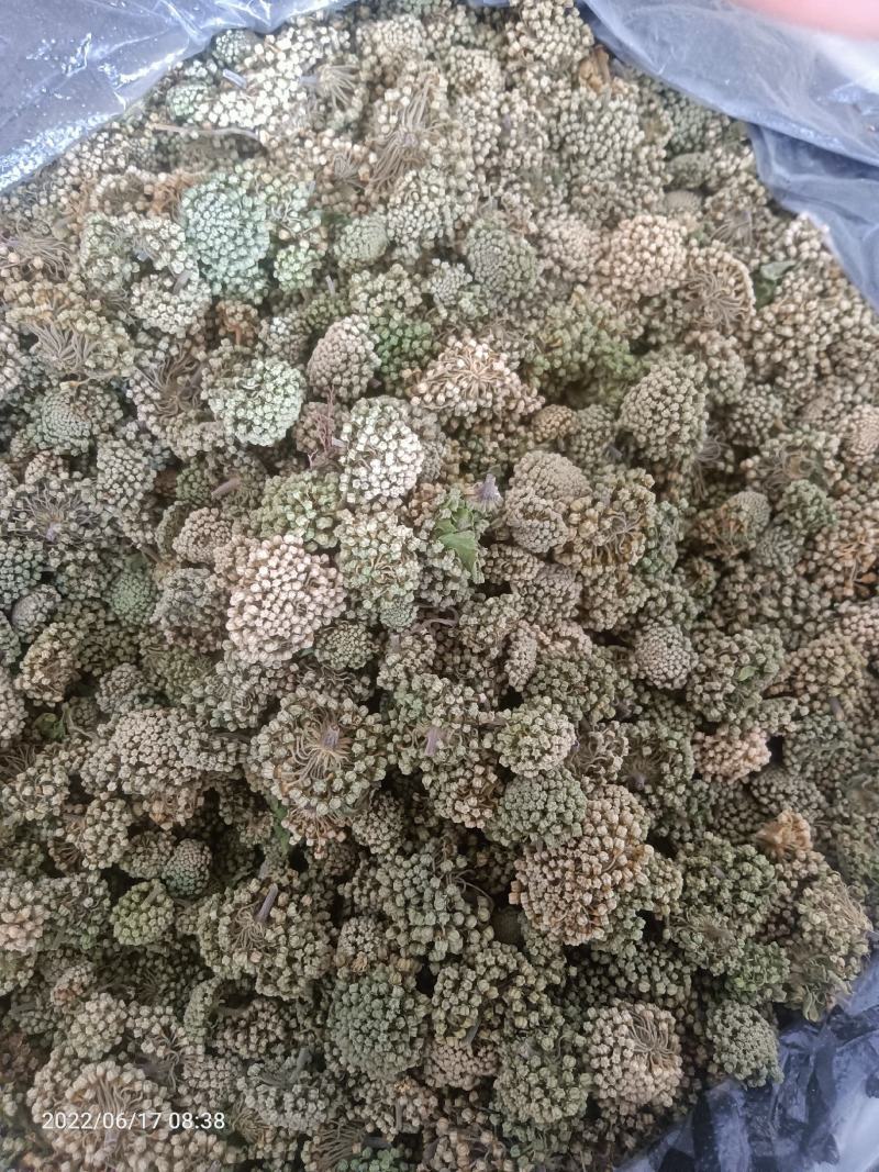 【牛商优选商家】贵州纯野生三七花支持视频看货