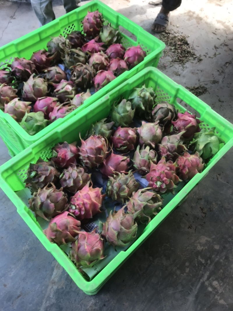 火龙果