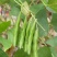 原装早熟红花肉扁豆种子青白蛾眉豆架豆角爬藤春秋四季易种蔬