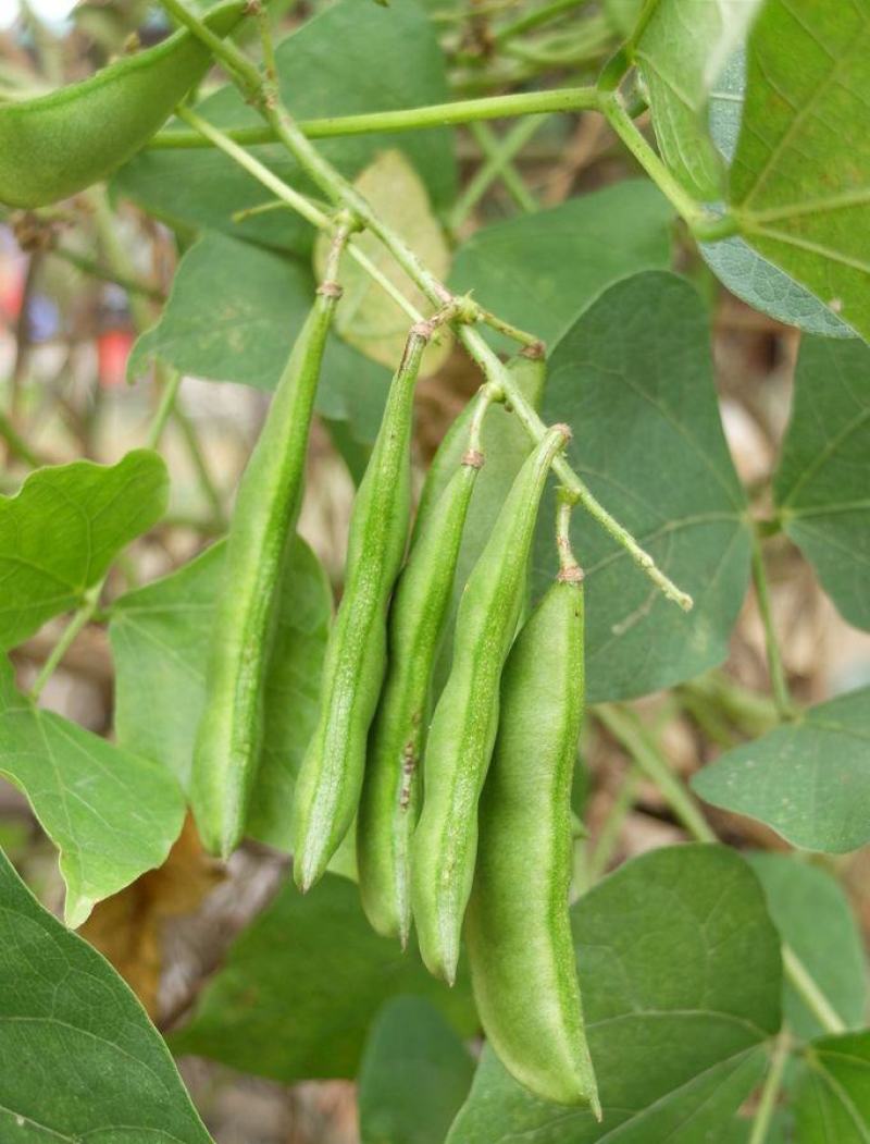 原装早熟红花肉扁豆种子青白蛾眉豆架豆角爬藤春秋四季易种蔬