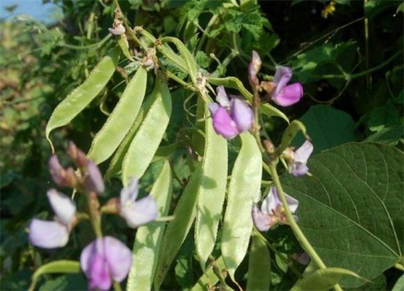 原装早熟红花肉扁豆种子青白蛾眉豆架豆角爬藤春秋四季易种蔬
