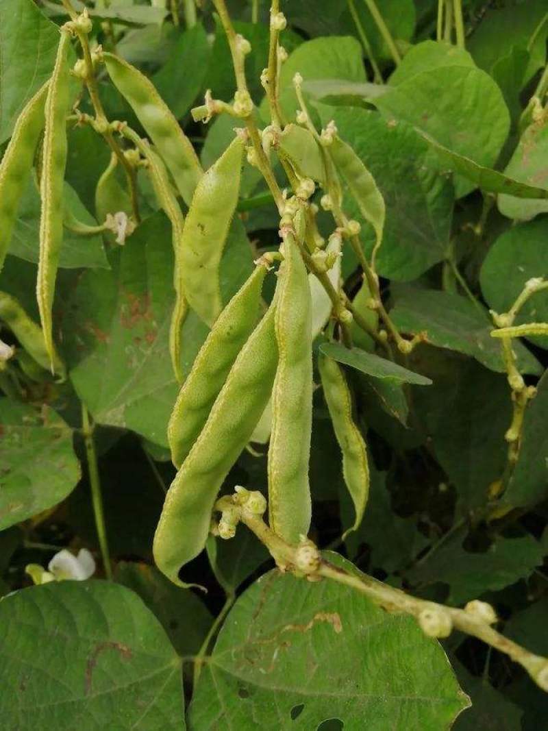 原装早熟红花肉扁豆种子青白蛾眉豆架豆角爬藤春秋四季易种蔬