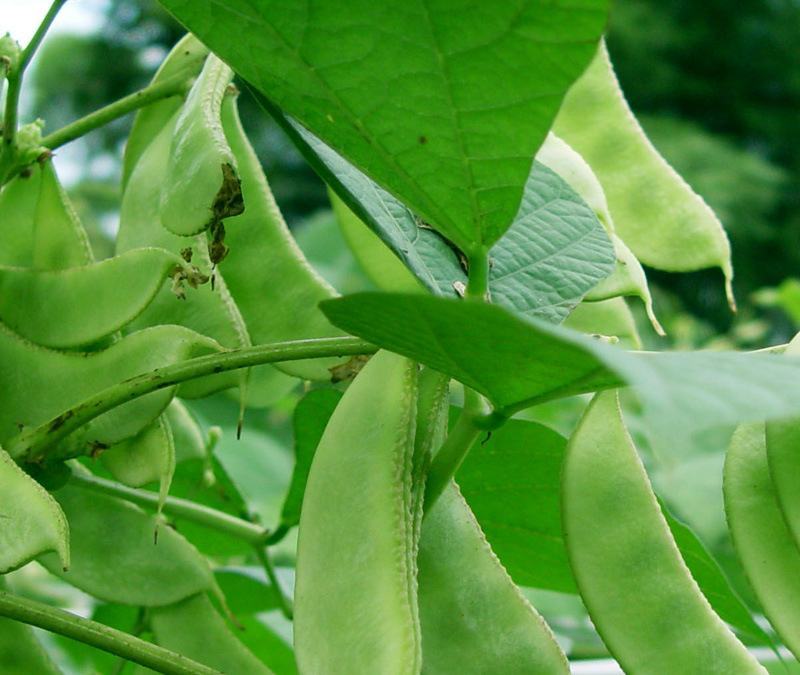 原装早熟红花肉扁豆种子青白蛾眉豆架豆角爬藤春秋四季易种蔬