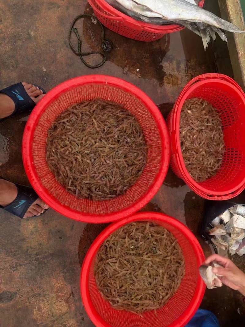河虾/本地炒虾/花生油炒虾/非油炸河虾