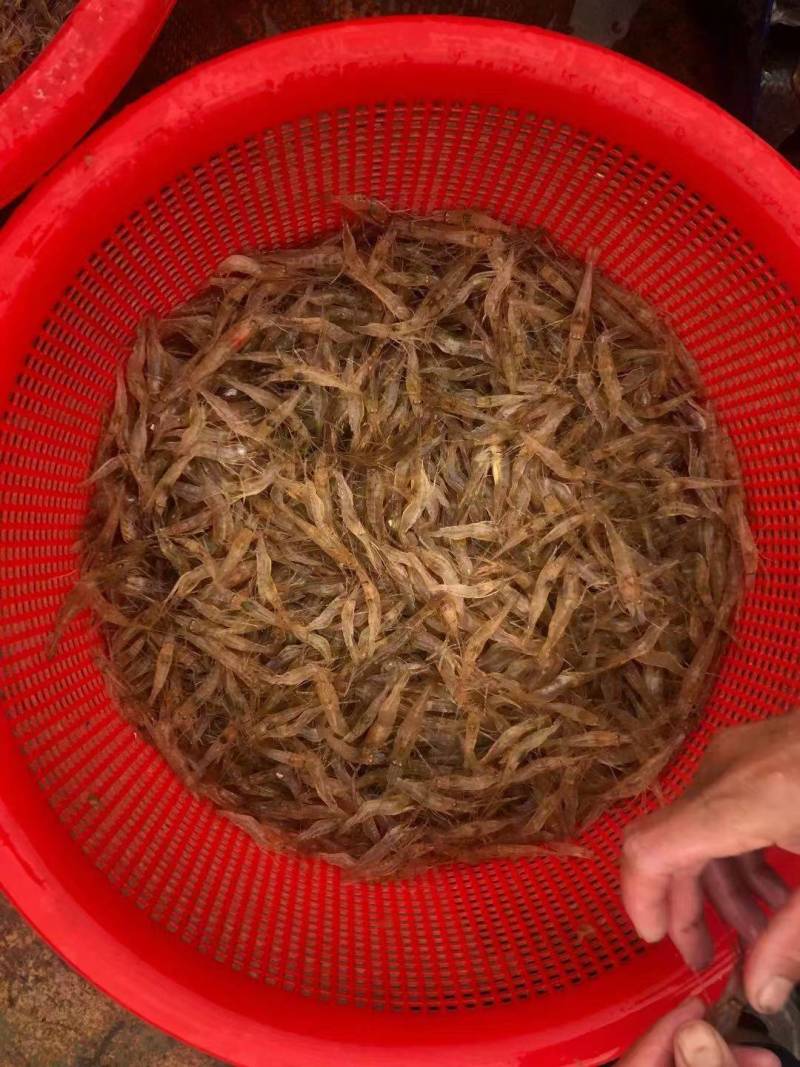 河虾/本地炒虾/花生油炒虾/非油炸河虾