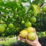 黄金百香果3-5斤包邮，一件代发（二级果）