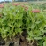营养钵百日草花40公分60公分