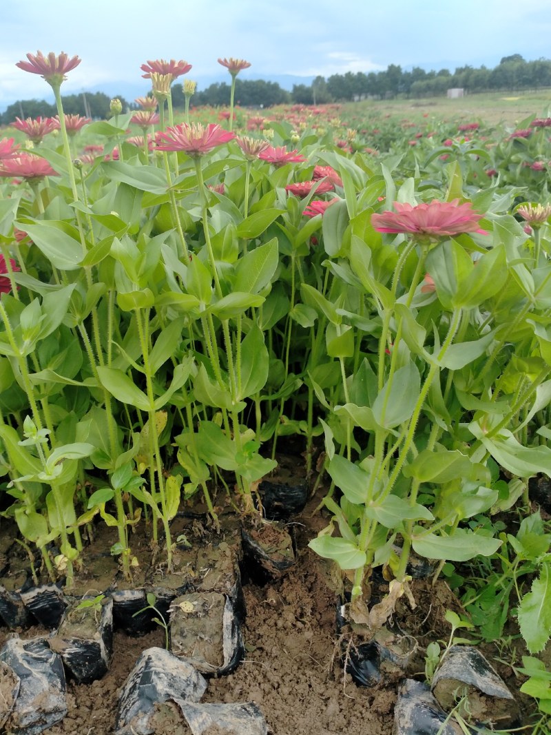 营养钵百日草花40公分60公分