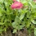 营养钵百日草花40公分60公分