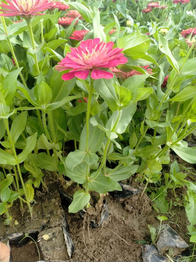 营养钵百日草花40公分60公分