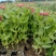 营养钵百日草花40公分60公分