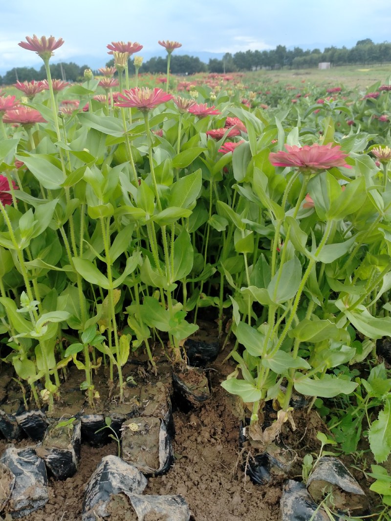营养钵百日草花40公分60公分