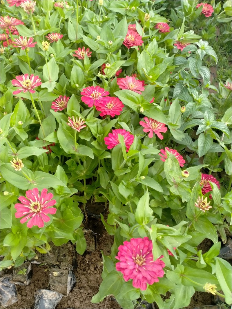 营养钵百日草花40公分60公分