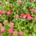 营养钵百日草花40公分60公分