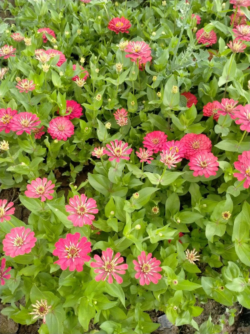 营养钵百日草花40公分60公分