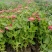 营养钵百日草花40公分60公分