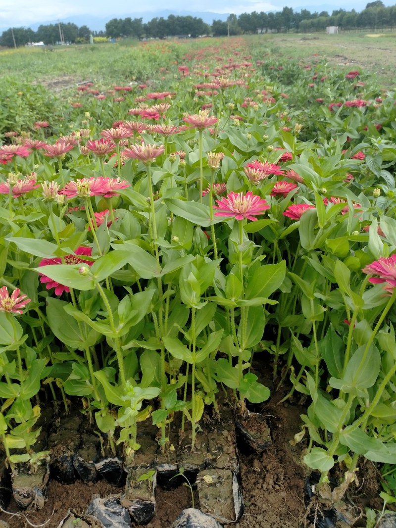 营养钵百日草花40公分60公分