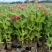 营养钵百日草花40公分60公分