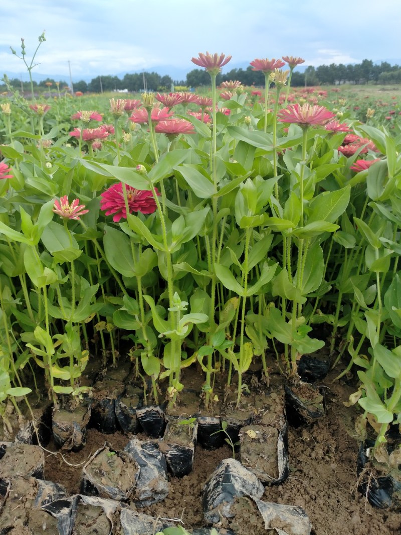营养钵百日草花40公分60公分