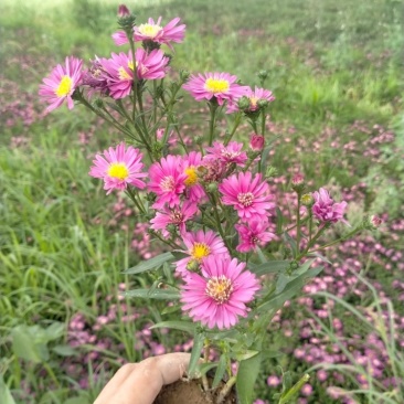 营养钵地被菊荷兰菊30公分左右