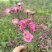 营养钵地被菊荷兰菊30公分左右