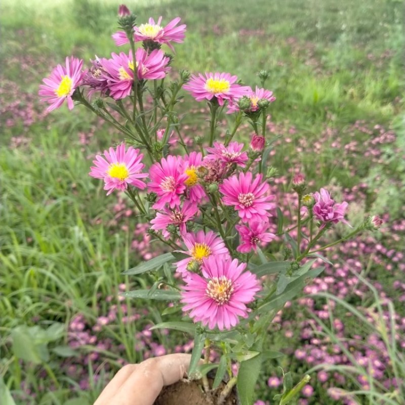 营养钵地被菊荷兰菊30公分左右