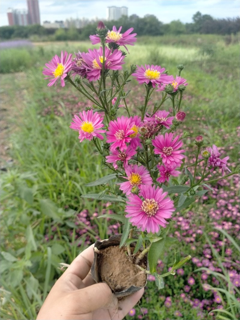 营养钵地被菊荷兰菊30公分左右