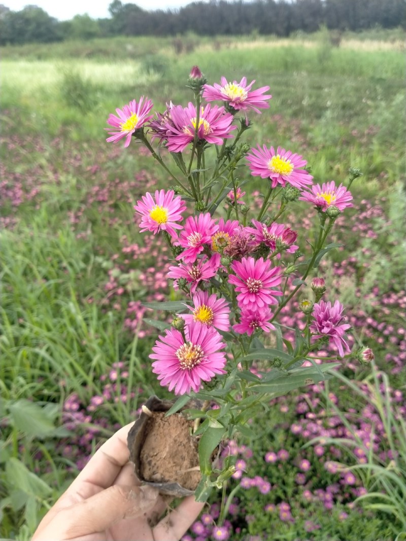 营养钵地被菊荷兰菊30公分左右