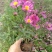 营养钵地被菊荷兰菊30公分左右