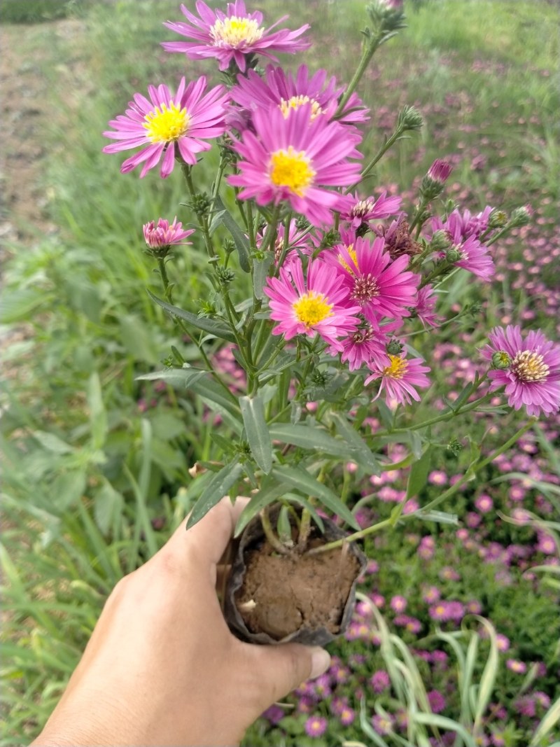 营养钵地被菊荷兰菊30公分左右