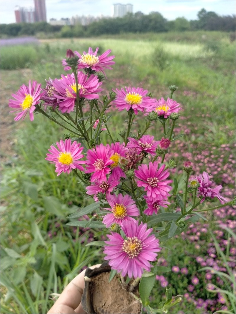 营养钵地被菊荷兰菊30公分左右