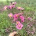 营养钵地被菊荷兰菊30公分左右