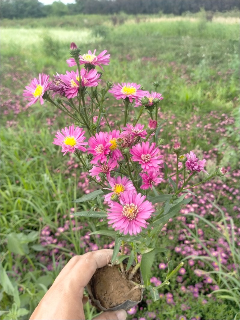 营养钵地被菊荷兰菊30公分左右
