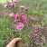 营养钵地被菊荷兰菊30公分左右