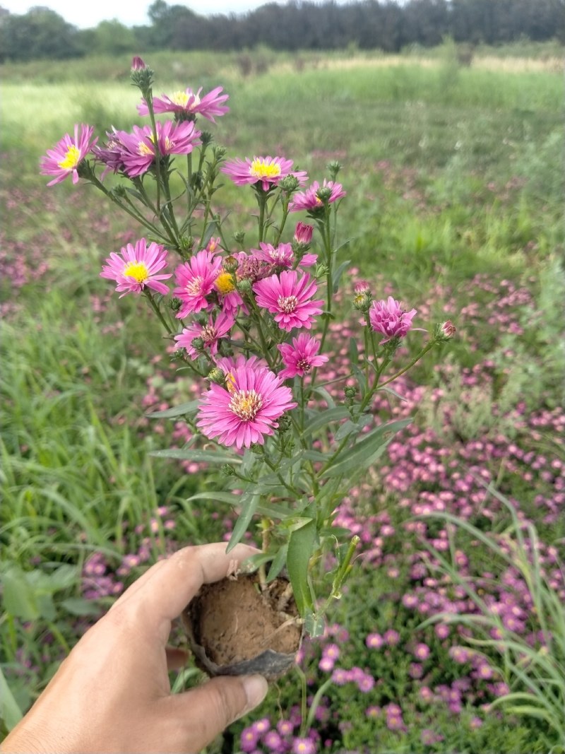 营养钵地被菊荷兰菊30公分左右