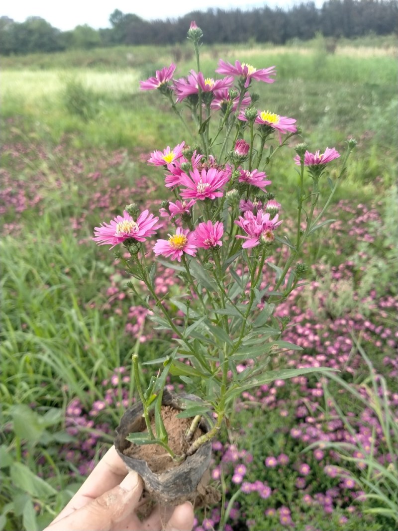 营养钵地被菊荷兰菊30公分左右