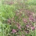 营养钵地被菊荷兰菊30公分左右