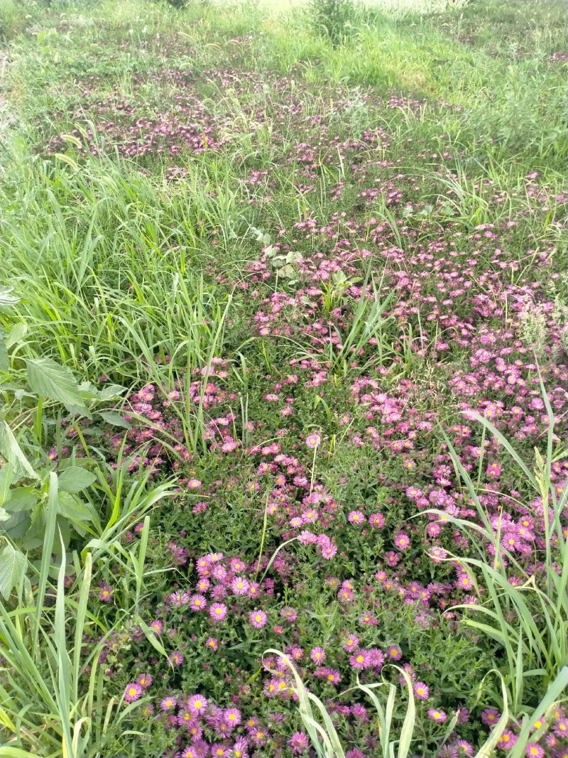 营养钵地被菊荷兰菊30公分左右