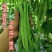 绿龙扁豆种子豆角种籽四季豆种子扁春夏秋高产架豆四季豆种