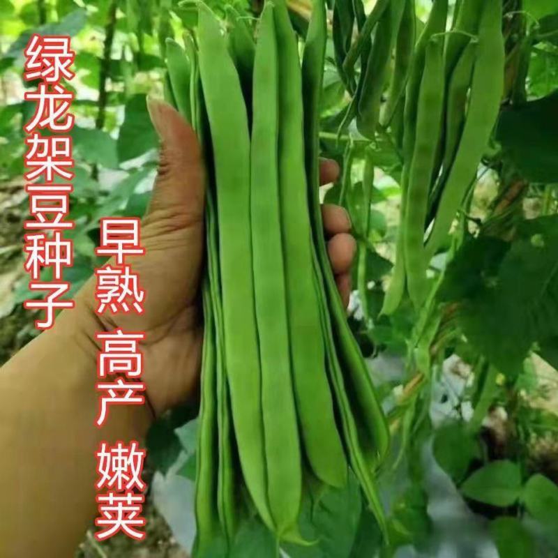绿龙扁豆种子豆角种籽四季豆种子扁春夏秋高产架豆四季豆种