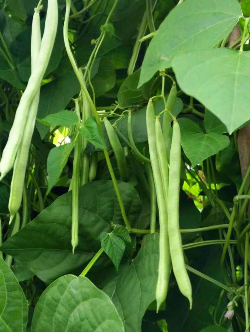 绿龙扁豆种子豆角种籽四季豆种子扁春夏秋高产架豆四季豆种