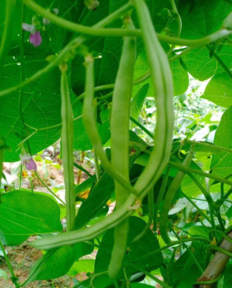 绿龙扁豆种子豆角种籽四季豆种子扁春夏秋高产架豆四季豆种