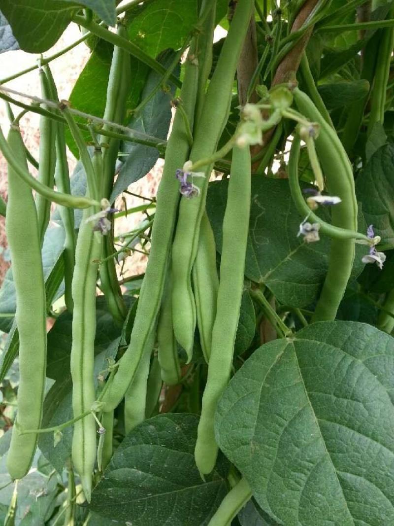 绿龙扁豆种子豆角种籽四季豆种子扁春夏秋高产架豆四季豆种