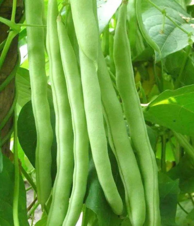 绿龙扁豆种子豆角种籽四季豆种子扁春夏秋高产架豆四季豆种